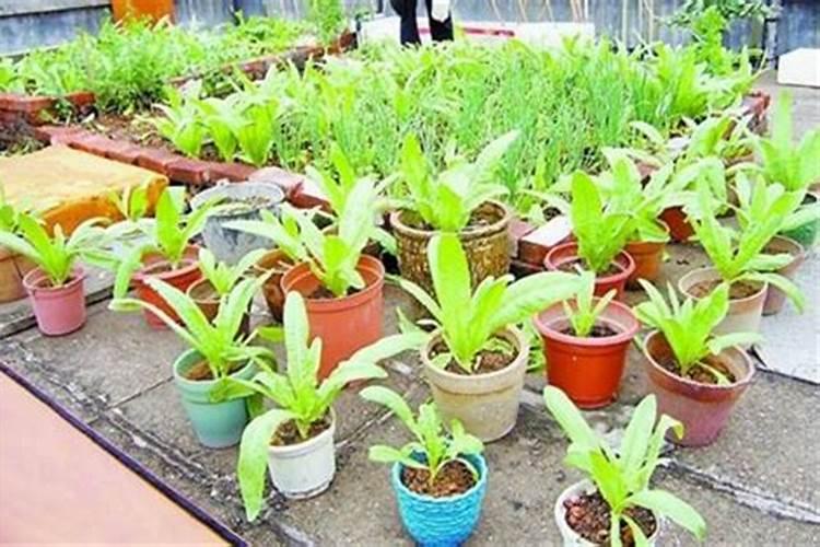 烂掉的萝卜能当肥料吗？烂掉的萝卜怎么做肥料