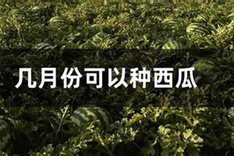 怎样种植西瓜西瓜每亩放多少肥料