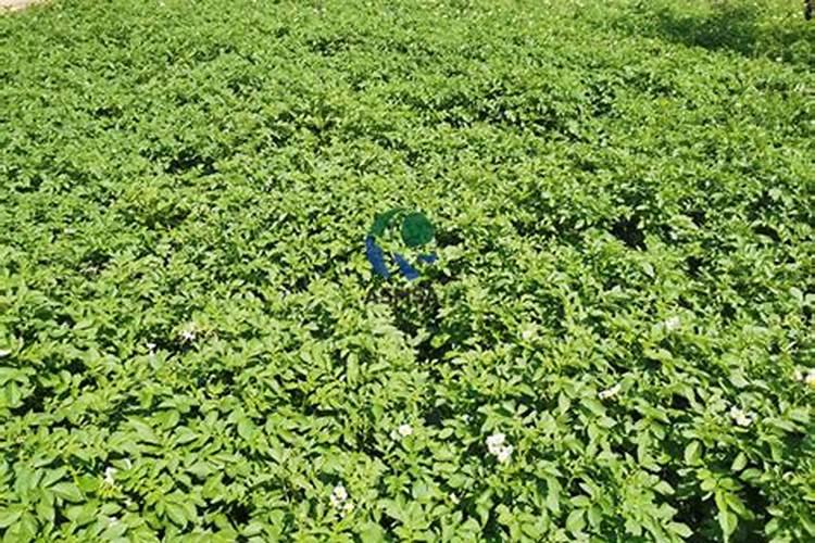 如何选购好用的叶面肥料