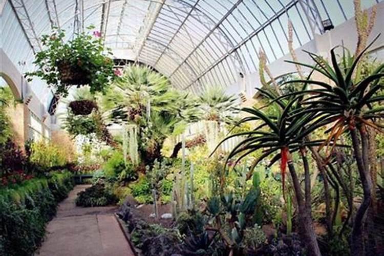 水梅花开花时用什么花肥