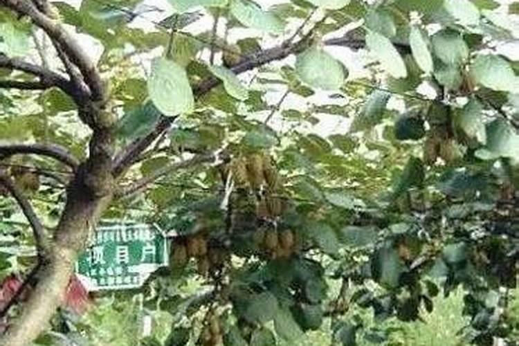 猕猴桃用什么肥料好