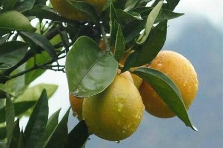 夏橙什么时候成熟