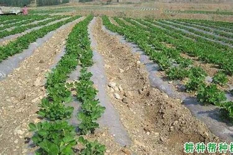 花生施肥的最佳时间 花生如何施肥