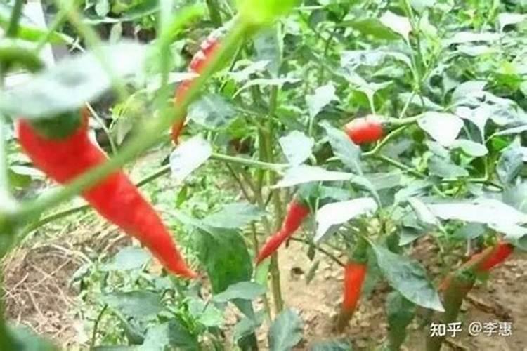 海椒需要施什么肥料