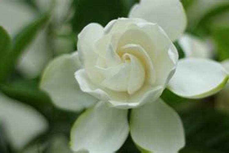 经常养花的你知道怎么施肥吗？