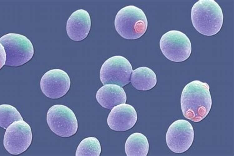 鱼蛋白自制配方