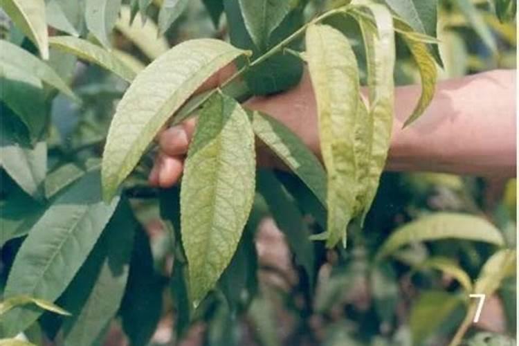 油桃缺氮有何表现,如何防治？