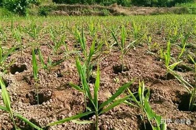 生姜喷施磷酸二氢钾的作用