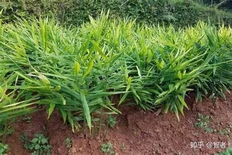 施什么肥让大姜粗壮？