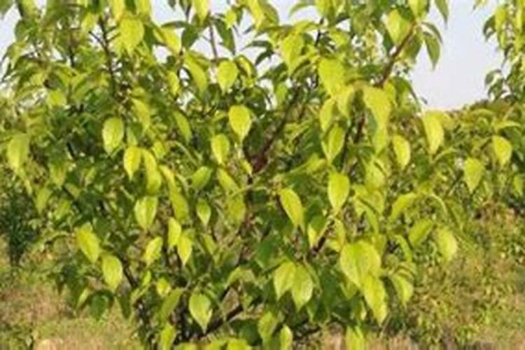 钾肥的正确使用方法 合理施用钾肥需要注意什么