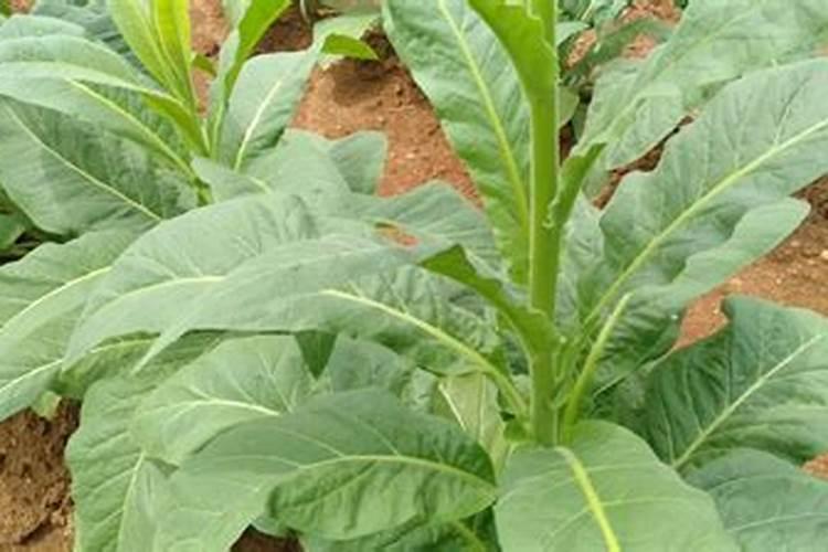 哈密瓜上网纹这段时间用什么手段把网纹上好,不开裂？