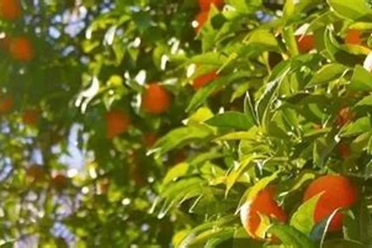 自家种的韭菜怎样过冬 附韭菜的种植技术