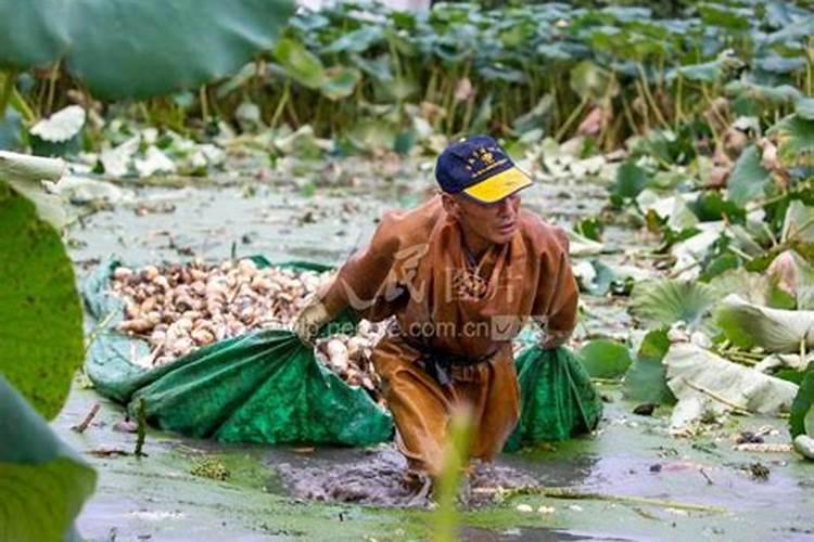 养蜂100箱成本和利润