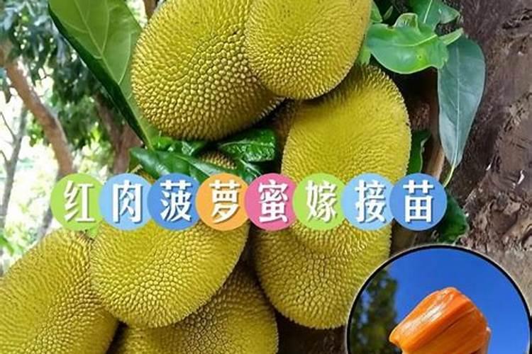 菠萝蜜叶子冻伤枯了怎么办