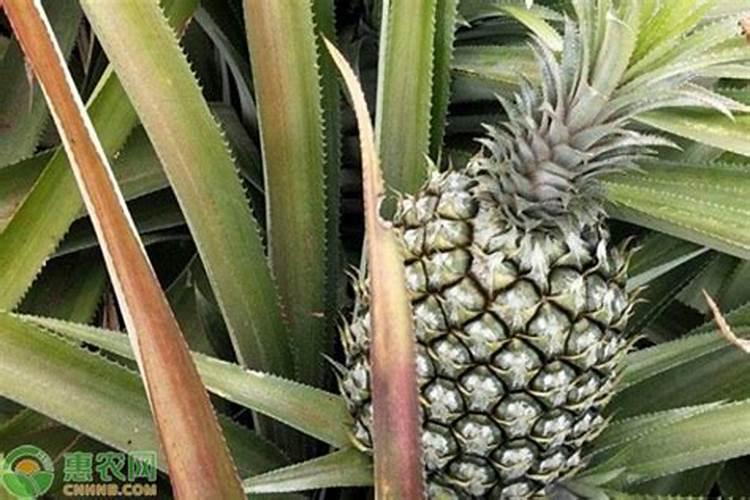 怎么种菠萝蜜