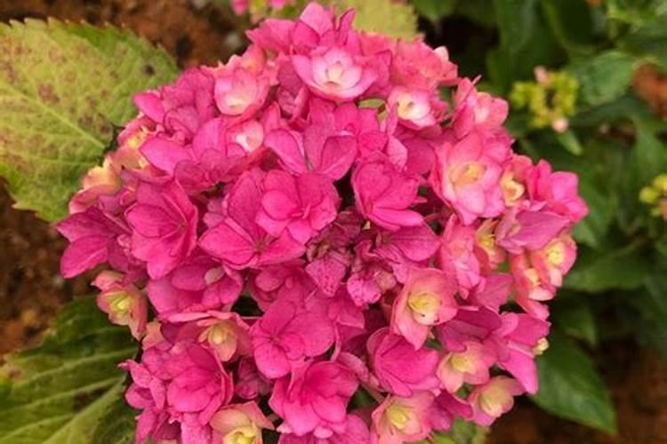 绣球花已经开始打花苞了,应该如何施肥呢？