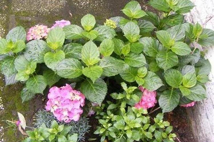 绣球花已经开始打花苞了,应该如何施肥呢？