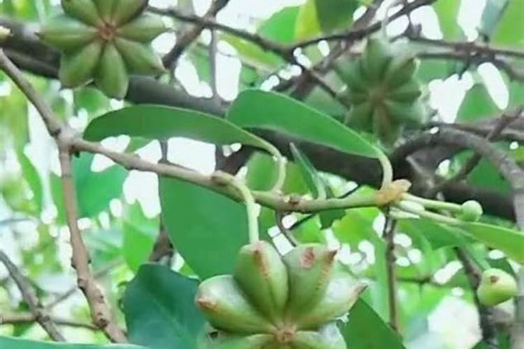 八角树的种植方法(种八角树需注意事项)