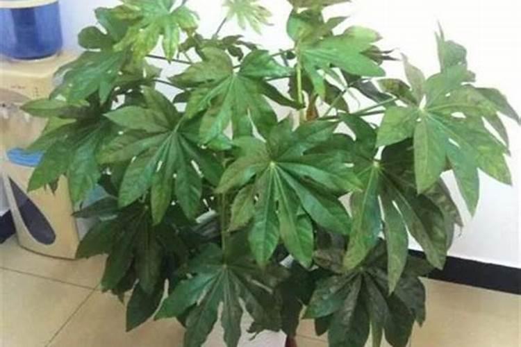 樱桃树的种植应该注意什么？