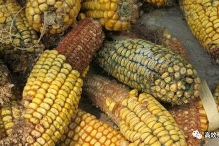 兰花杀虫用什么药