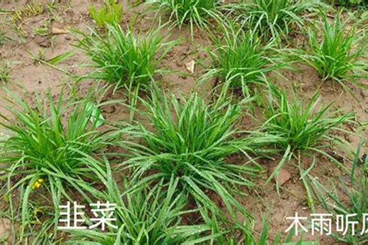 韭菜割完后要怎么施肥