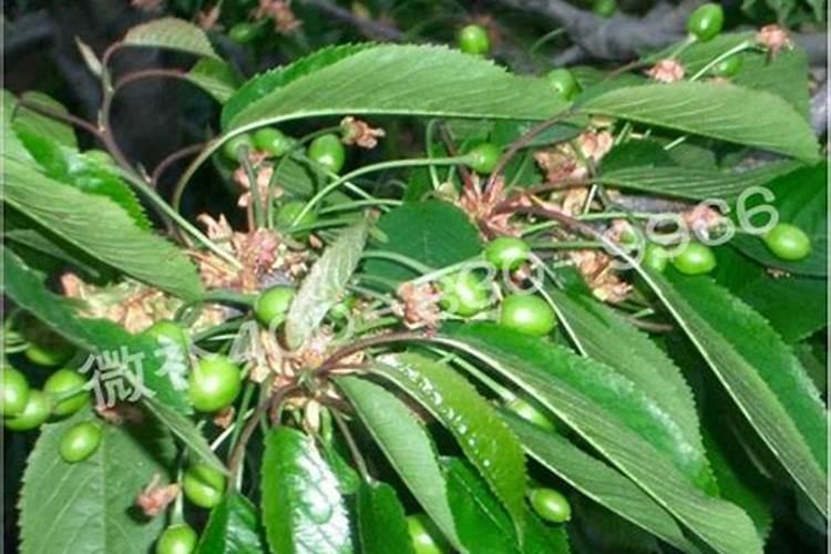 樱桃保花保果喷什么叶面肥结果多？樱桃膨果期用什么复合肥好？