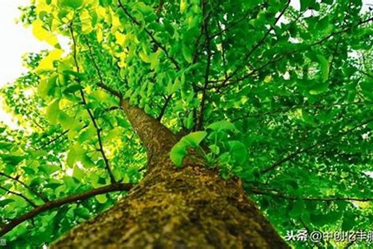 树苗施多少含量复合肥