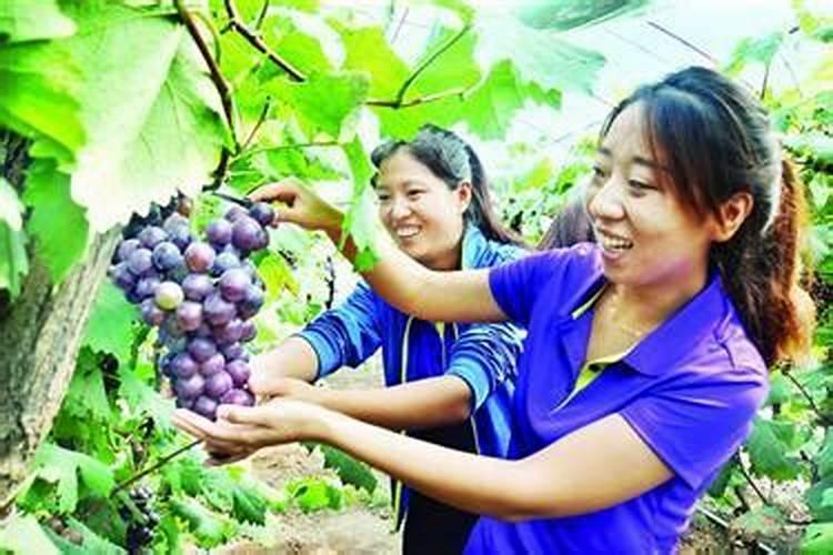 果树上什么肥料最好 果树专用肥有哪几种