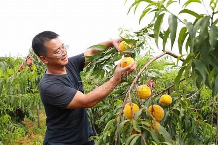 果树专用肥有哪几种