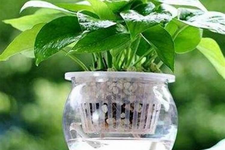 桑葚的正确种植方法是什么