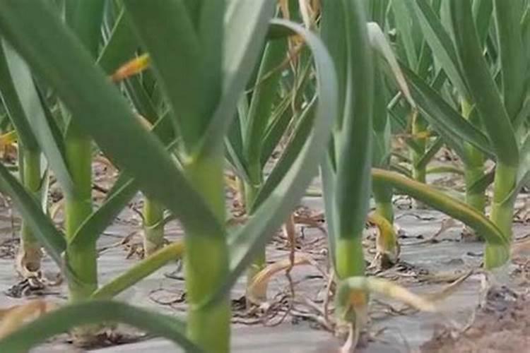 大蒜专用肥配方