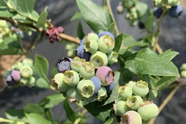 枣树树根发霉,还有虫子,树叶原本绿油油的,但是现在开始暗淡无光了...