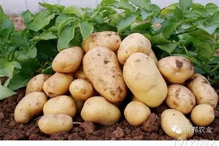 土豆开花后施什么肥料,土豆开花后结的果实能吃吗