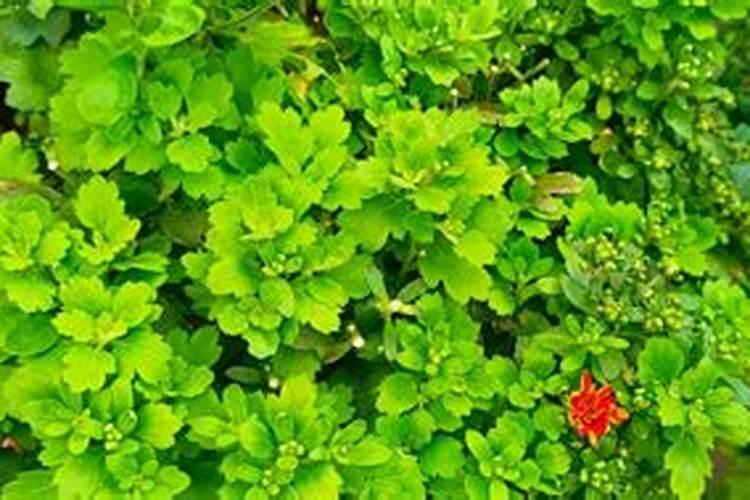 新一年农药残留排行榜已出,哪些蔬果最脏、最干净？