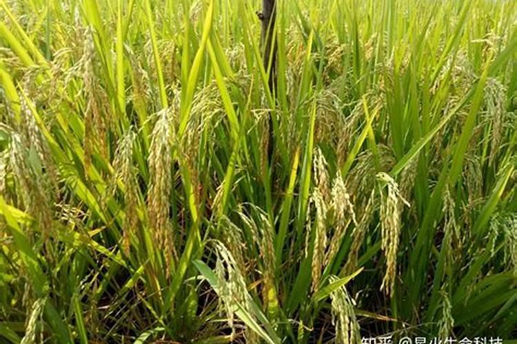 用矿源黄腐酸钾浇蓝莓可以吗