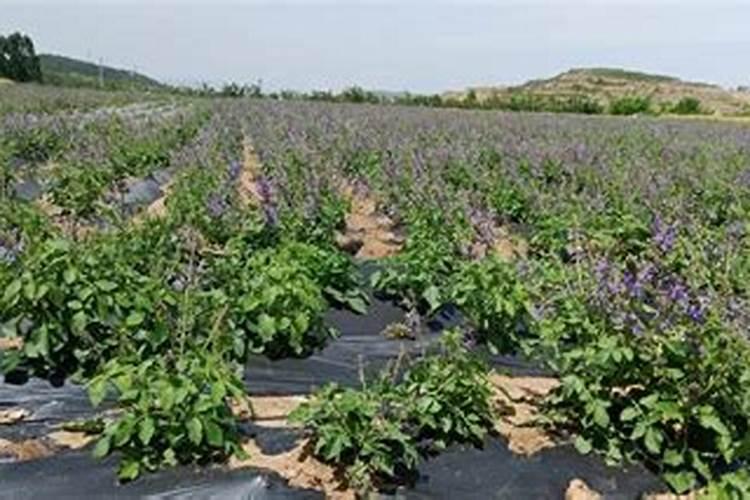 黄腐酸钾和腐殖酸钠有什么区别,都有什么作用呢？