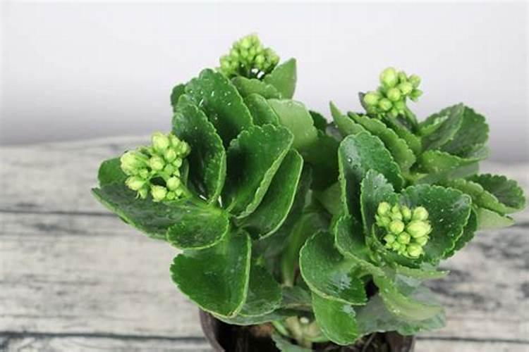 长寿花需要什么肥