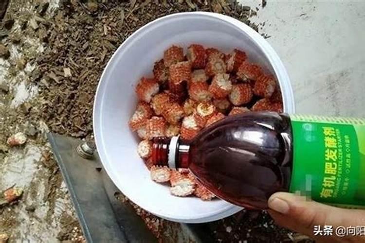 满天星小苗怎么养？满天星种子发芽后养护方法