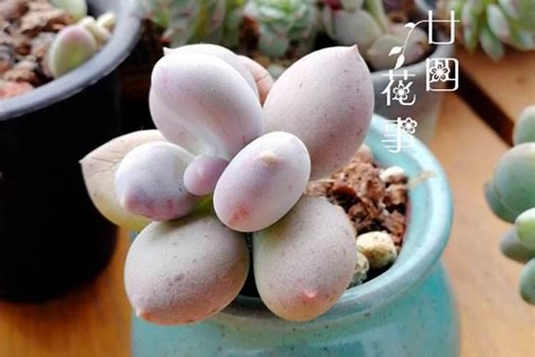 黄腐酸钾冲肥葵花行吗