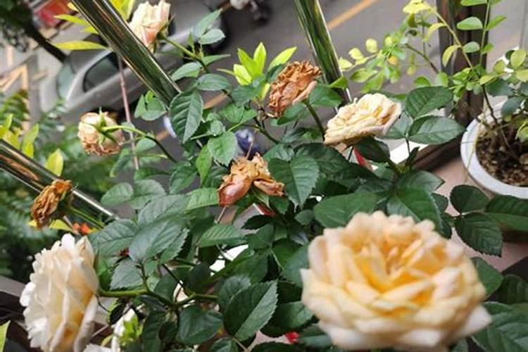 美国红枫的种植技术