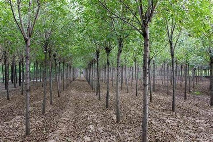 问各位老师大蒜浇第一次水冲什么肥好