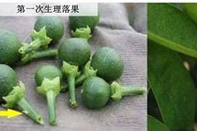 我的蔷薇的叶子枯了、然后掉了怎么办？