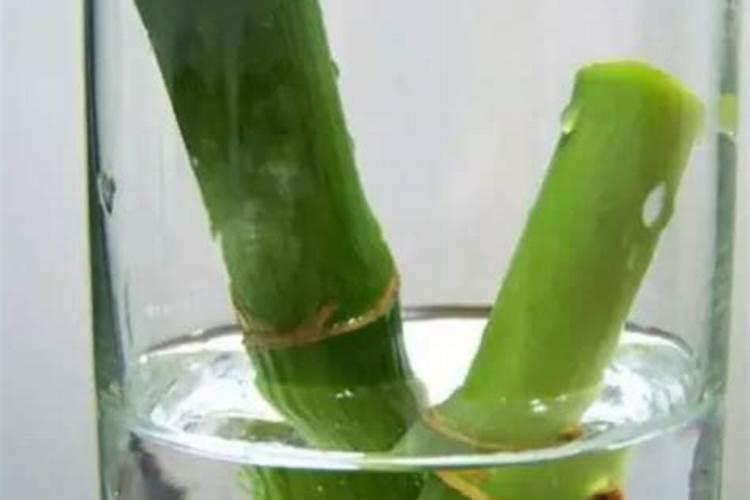 如何让竹子快速生根