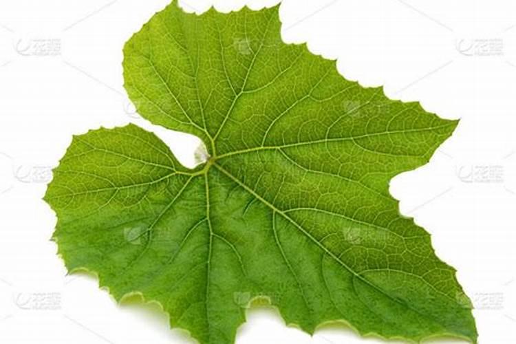 越冬西葫芦早衰喷施什么叶面肥？如何防治