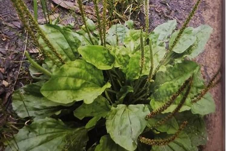 抗应激添加剂有哪几类？作用如何？