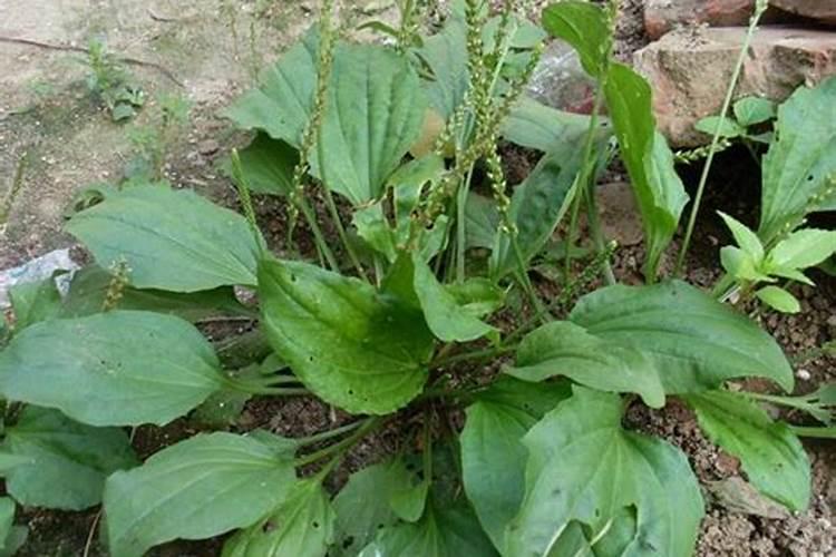 抗应激药物在蛋鸡中的使用