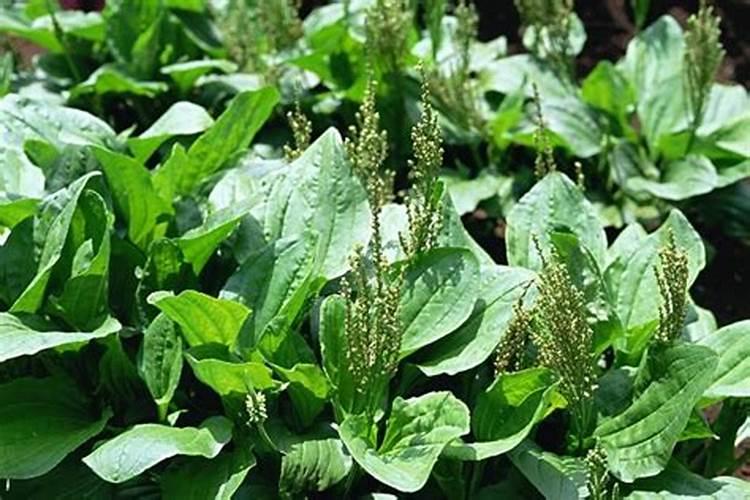 玉米须的作用与功效有哪些