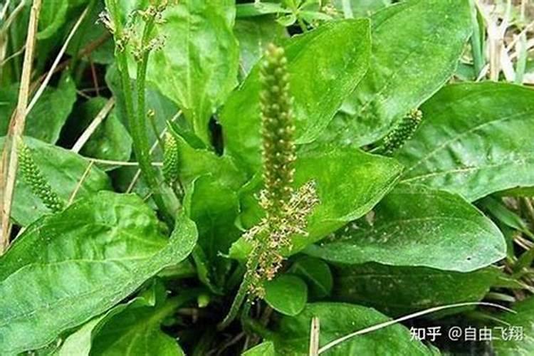 香蕉树已经结出果实好几年了