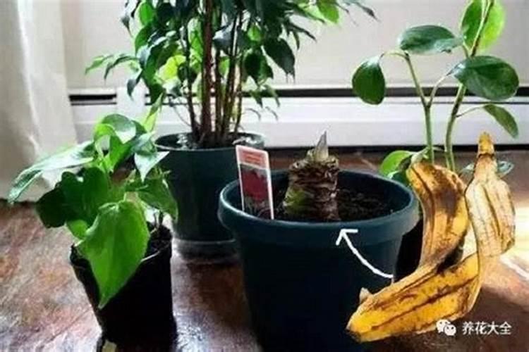 果皮比花肥还好使,放一点叶子不发黄,开花压弯枝