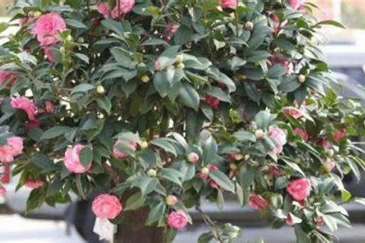怎样养好茶花,茶花怎么养